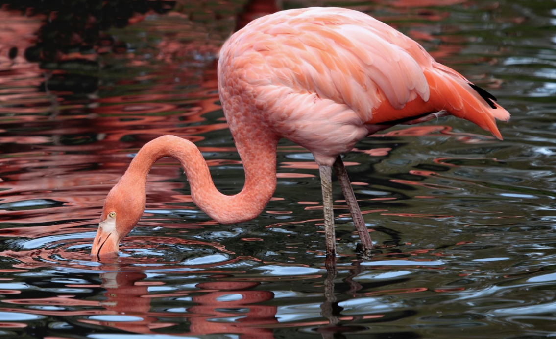 australian animal that changes its appearance 