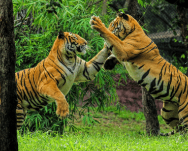 Uncover the 10 Astonishing Asian Animals: A Glimpse into Asia’s Wildlife