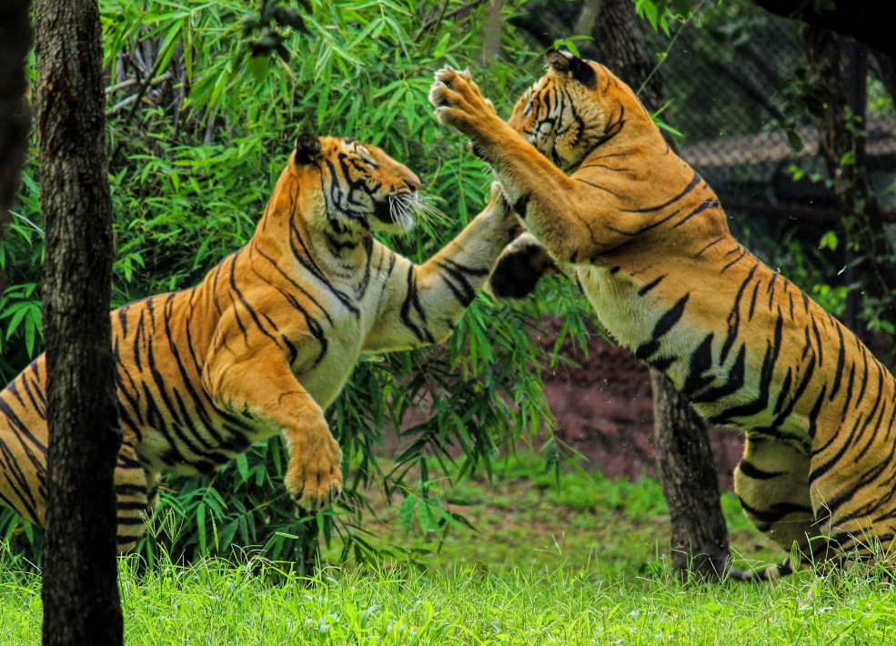  A diverse group of Asian animals in their natural habitats.