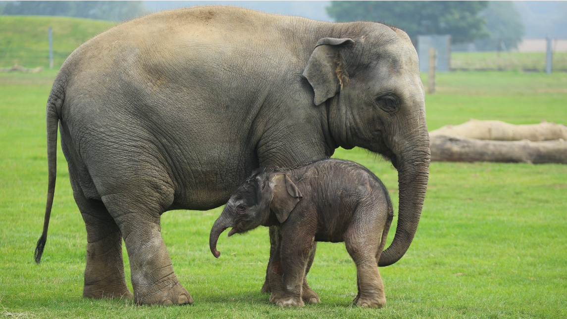 A diverse group of Asian animals in their natural habitats.