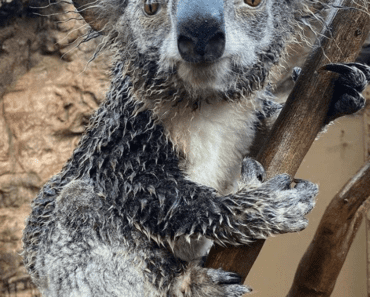 What Does a Wet Koala Look Like?