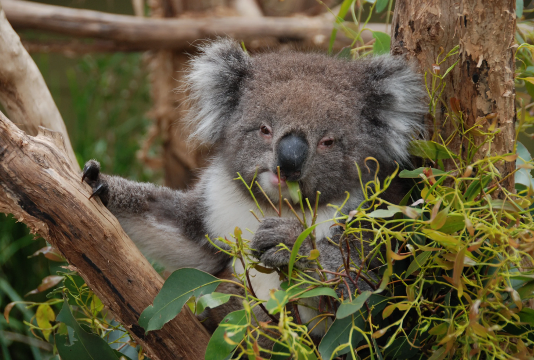 5 Facts to Debunk the Koala Intelligence Myth: A Data Science Perspective 