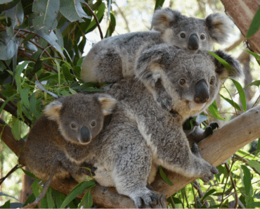 5 Facts to Debunk the Koala Intelligence Myth: A Data Science Perspective