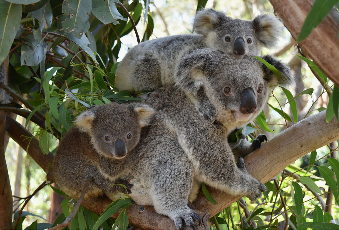 5 Facts to Debunk the Koala Intelligence Myth: A Data Science Perspective 