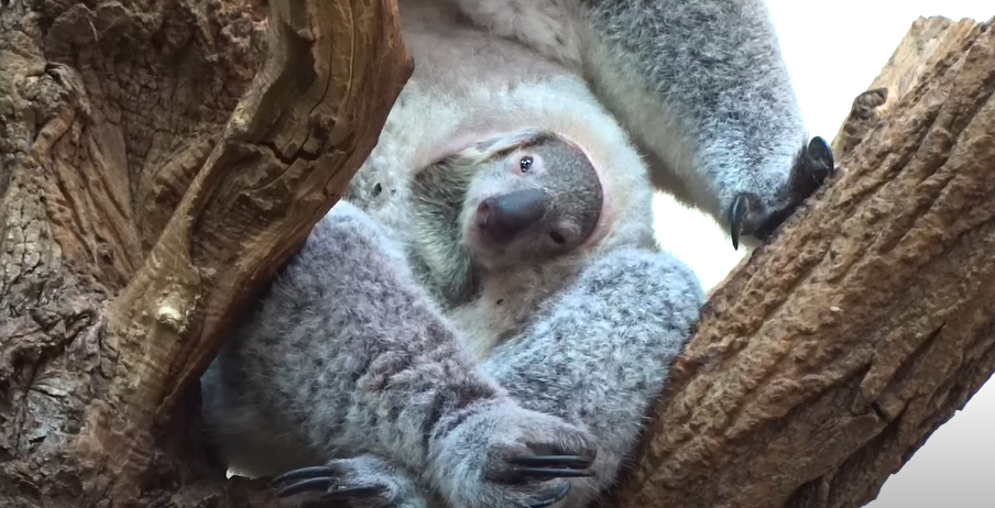 What Is a Baby Koala Called? Exploring the Fascinating World of Joeys