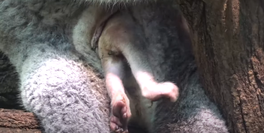 What Is a Baby Koala Called? Exploring the Fascinating World of Joeys