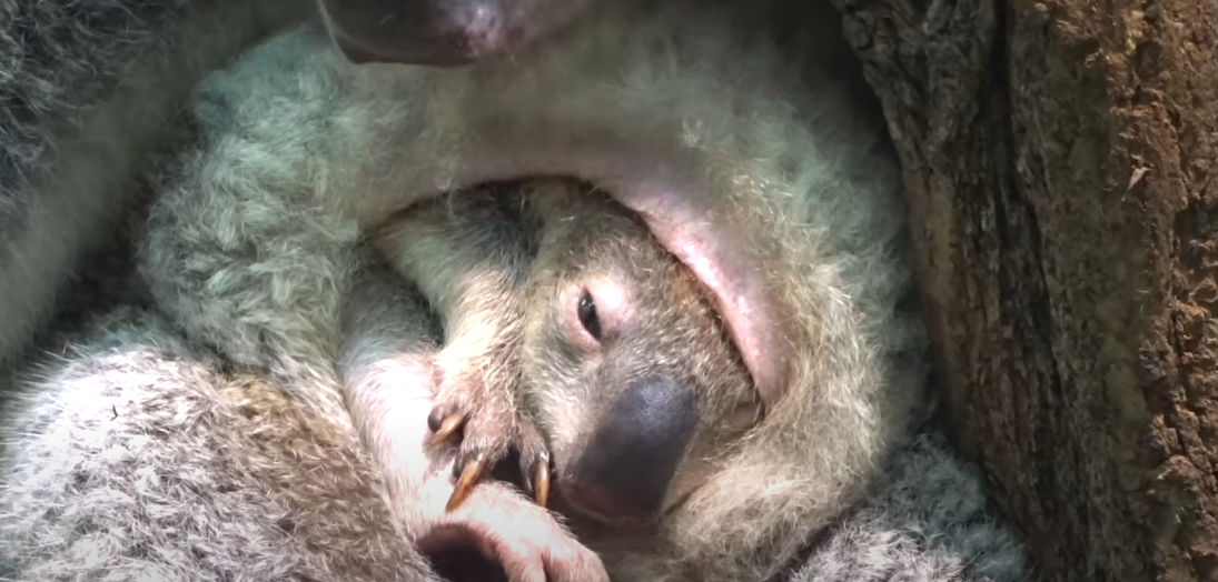 What Is a Baby Koala Called? Exploring the Fascinating World of Joeys