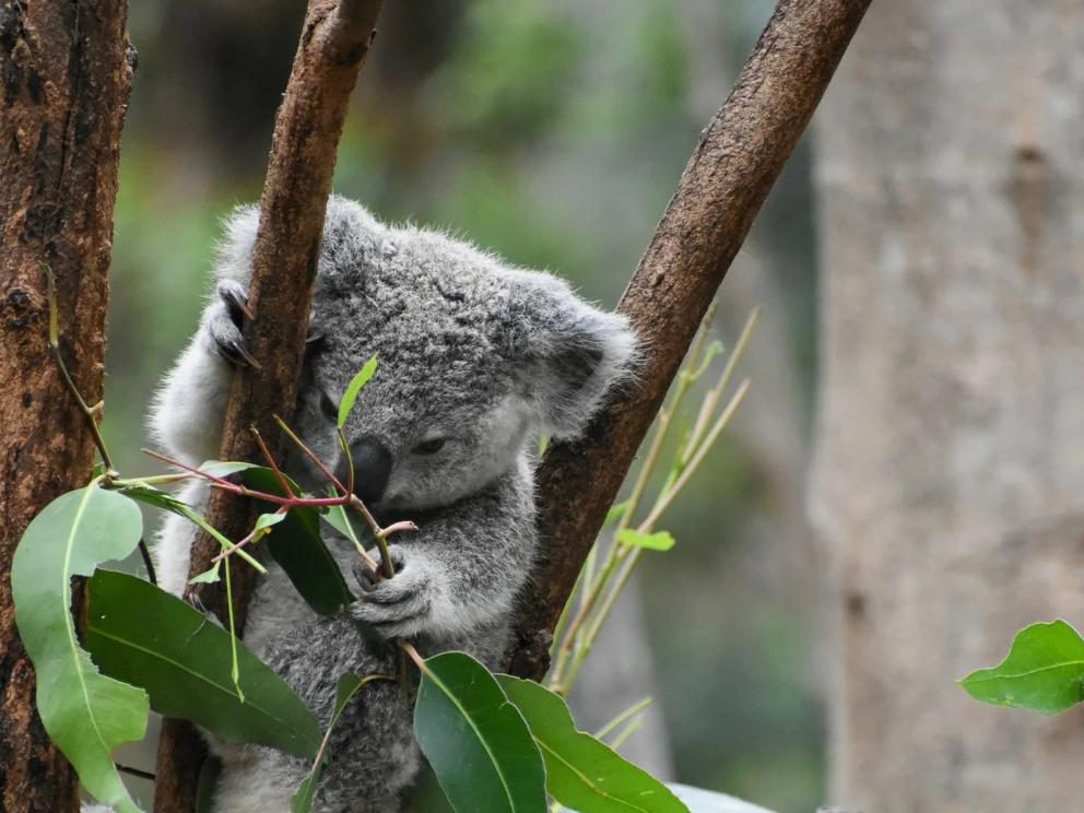 What is a baby koala called? 10 facts about joeys