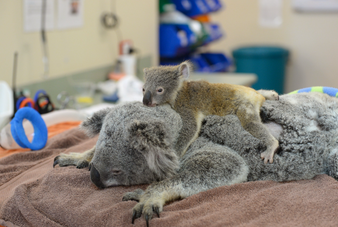 What is a baby koala called? 10 facts about joeys