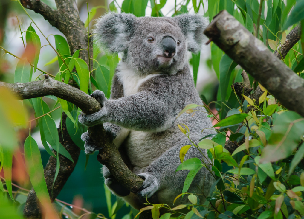 Koala Eating: 10 Amazing Facts About Their Unique Diet