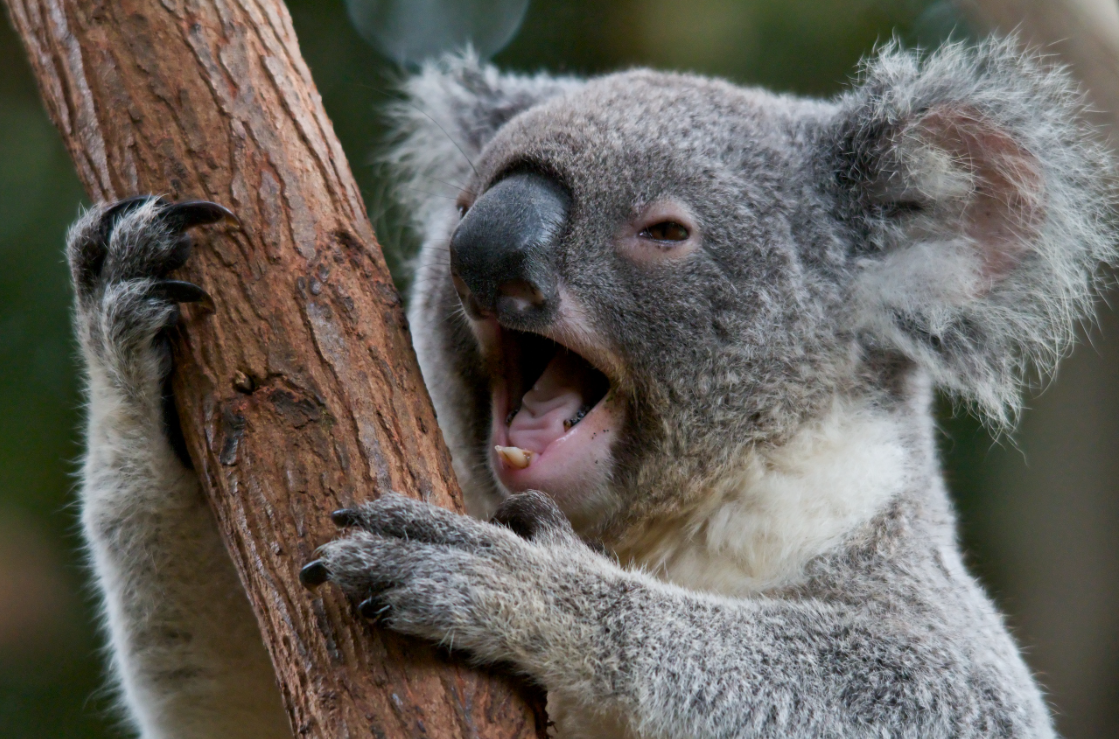 Are Koalas Scary? The Truth Behind the Myths