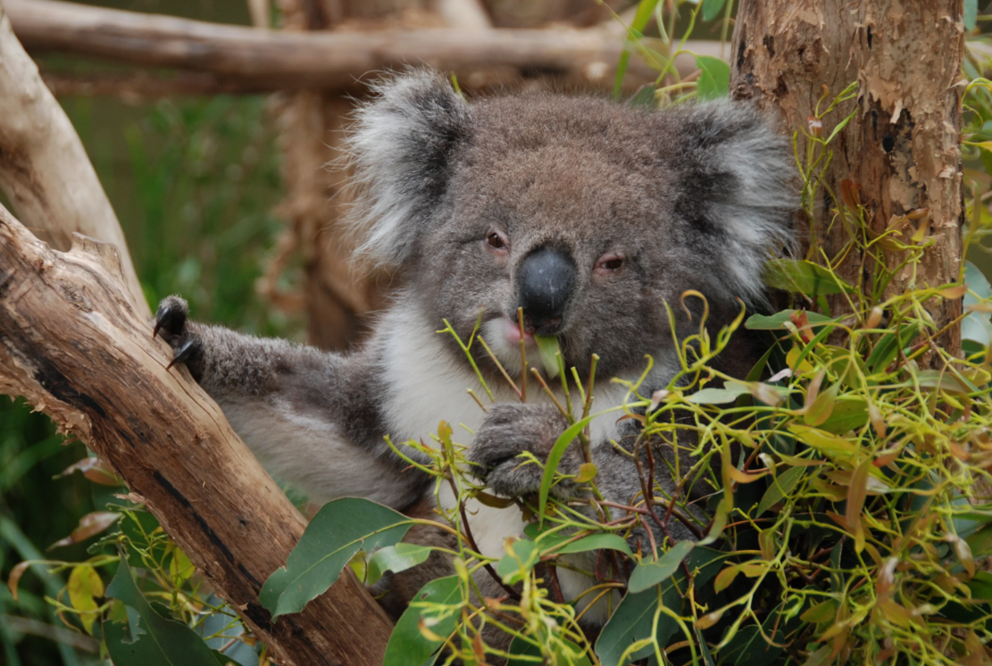 Are Koalas Scary? The Truth Behind the Myths