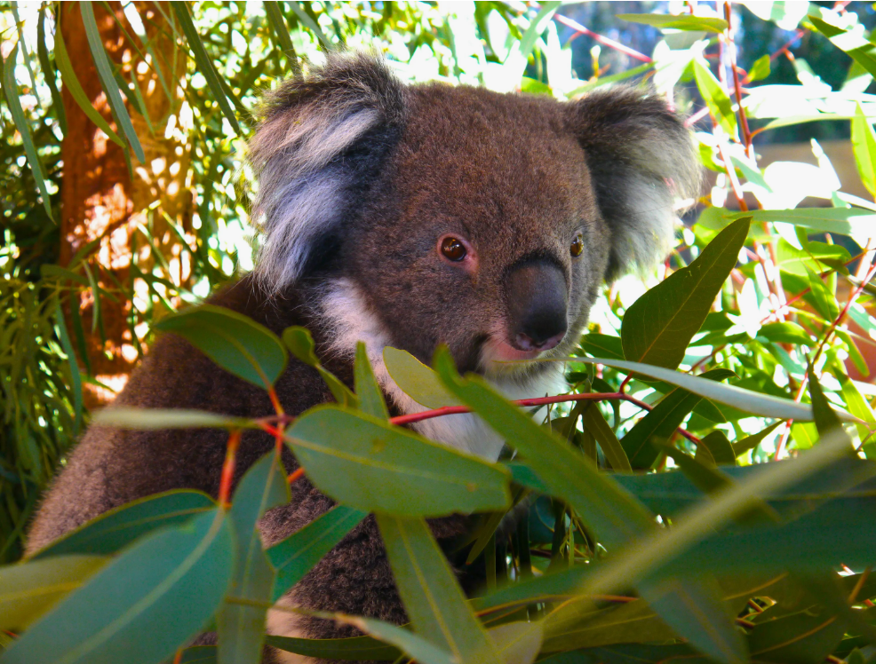 Are Koalas Scary? The Truth Behind the Myths