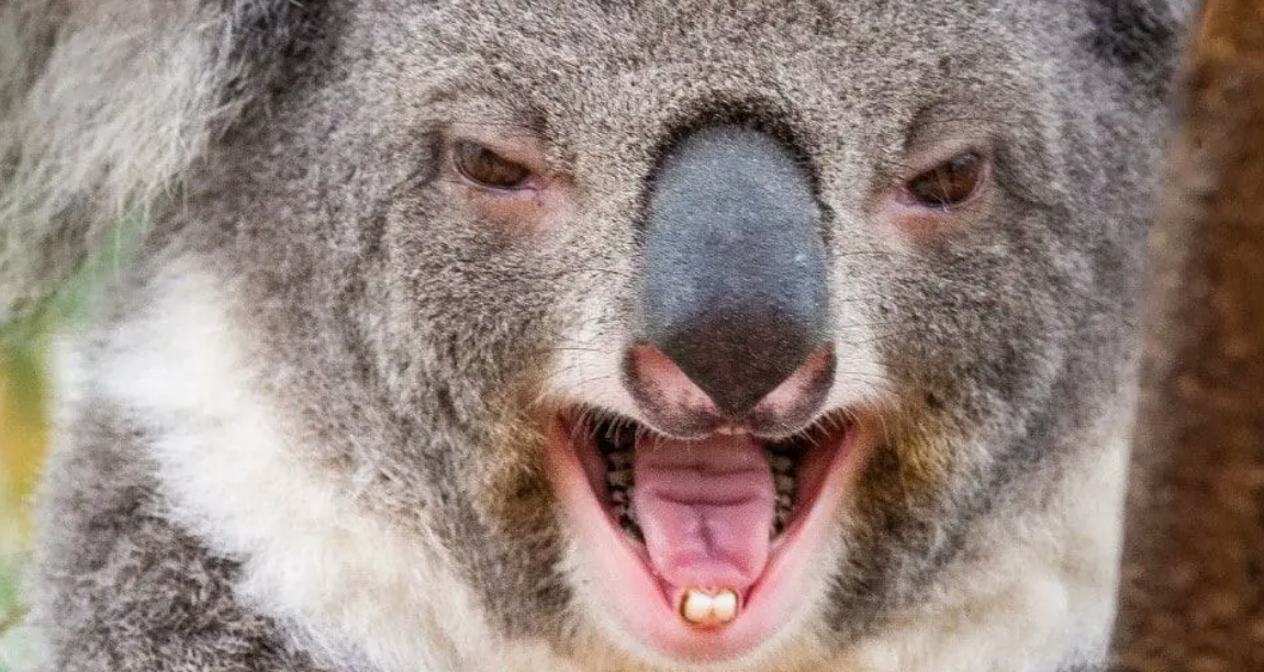 Are Koalas Scary? The Truth Behind the Myths