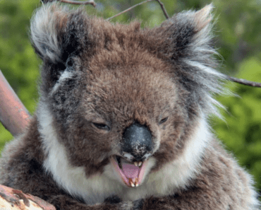 Are Koalas Scary? The Truth Behind the Myths