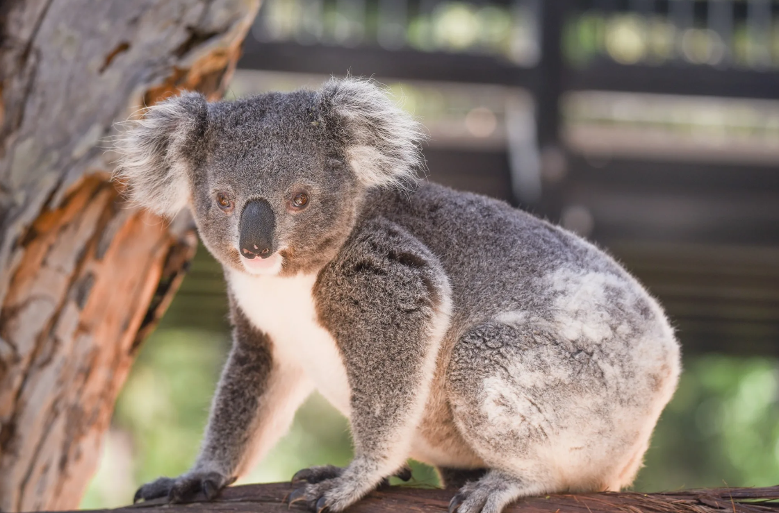 Are Koalas Scary? The Truth Behind the Myths