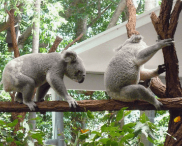 The Shocking Truth: Does Koala Have a Tail?