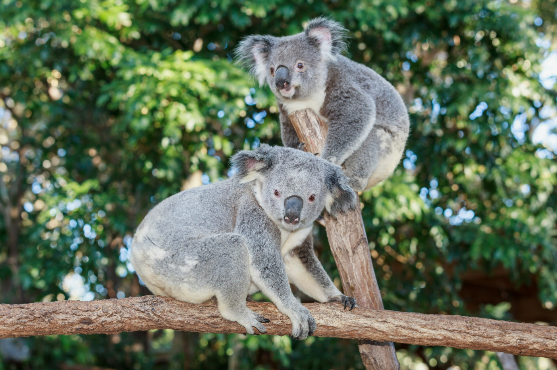 Does Koala Have a Tail?