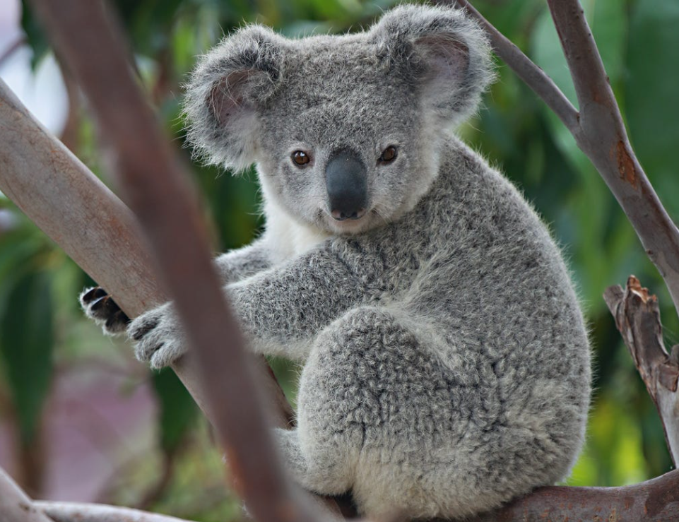 Does Koala Have a Tail?