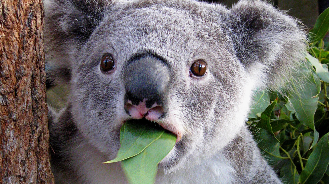 Does Koala Have a Tail?