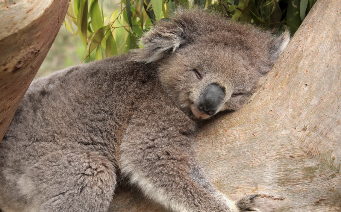 sleeping koala