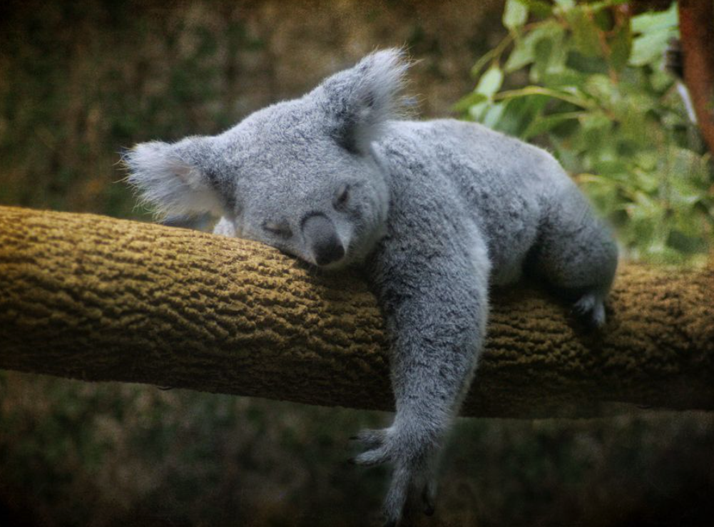 sleeping koala