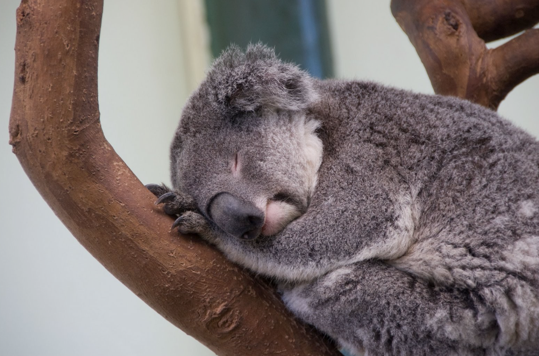 sleeping koala