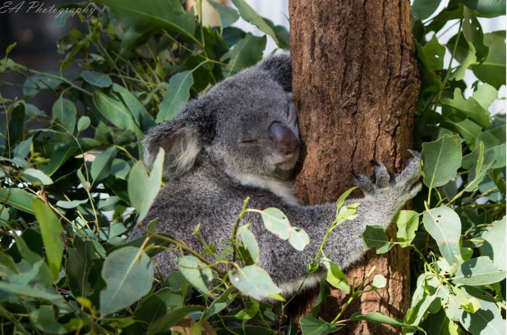 Sleeping Koala: 10 Fascinating Reasons Why Koalas Sleep So Much ...