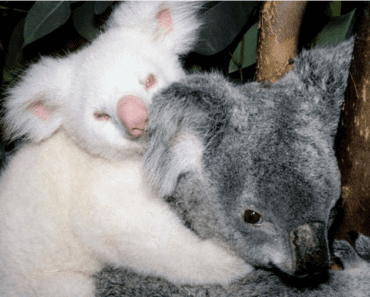 The Rare and Fascinating World of the Albino Koala