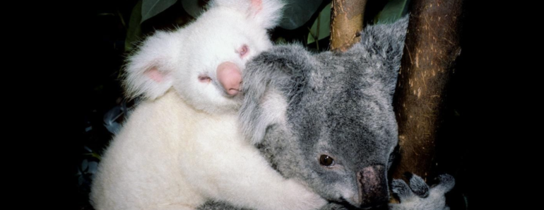 The Rare and Fascinating World of the Albino Koala