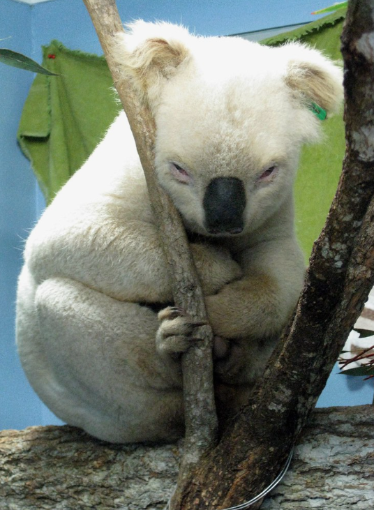 Albino Koala, Rare Albino Koala, Albino Animals, Albino Wildlife, Unique Albino Species