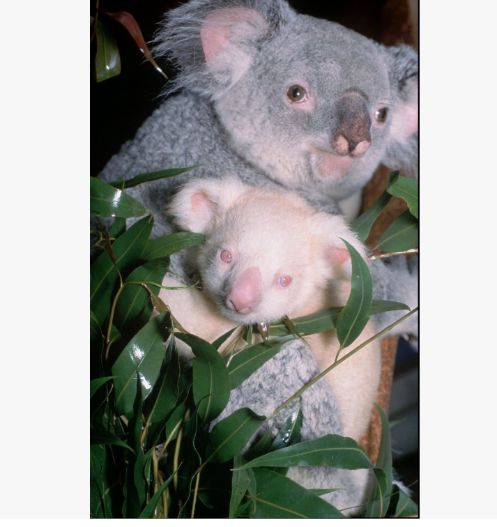 Albino Koala, Rare Albino Koala, Albino Animals, Albino Wildlife, Unique Albino Species