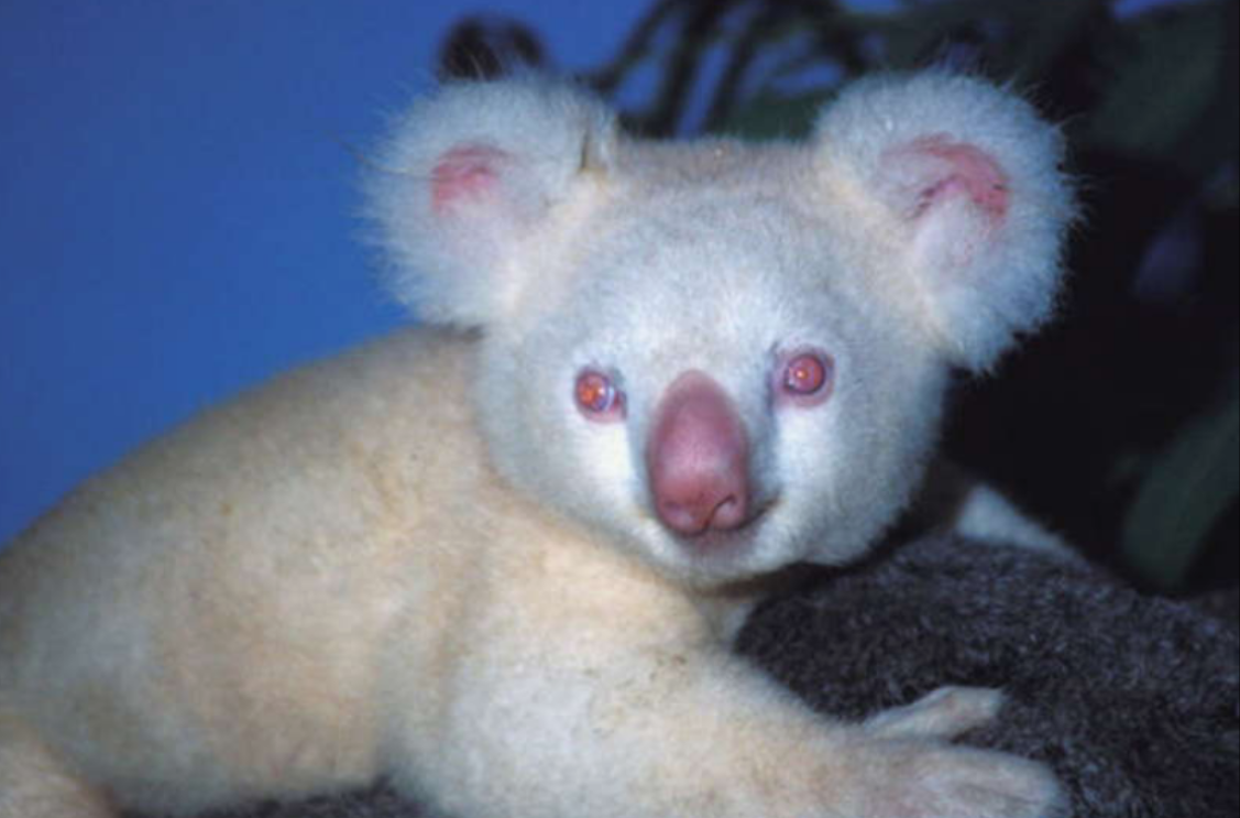 Albino Koala, Rare Albino Koala, Albino Animals, Albino Wildlife, Unique Albino Species