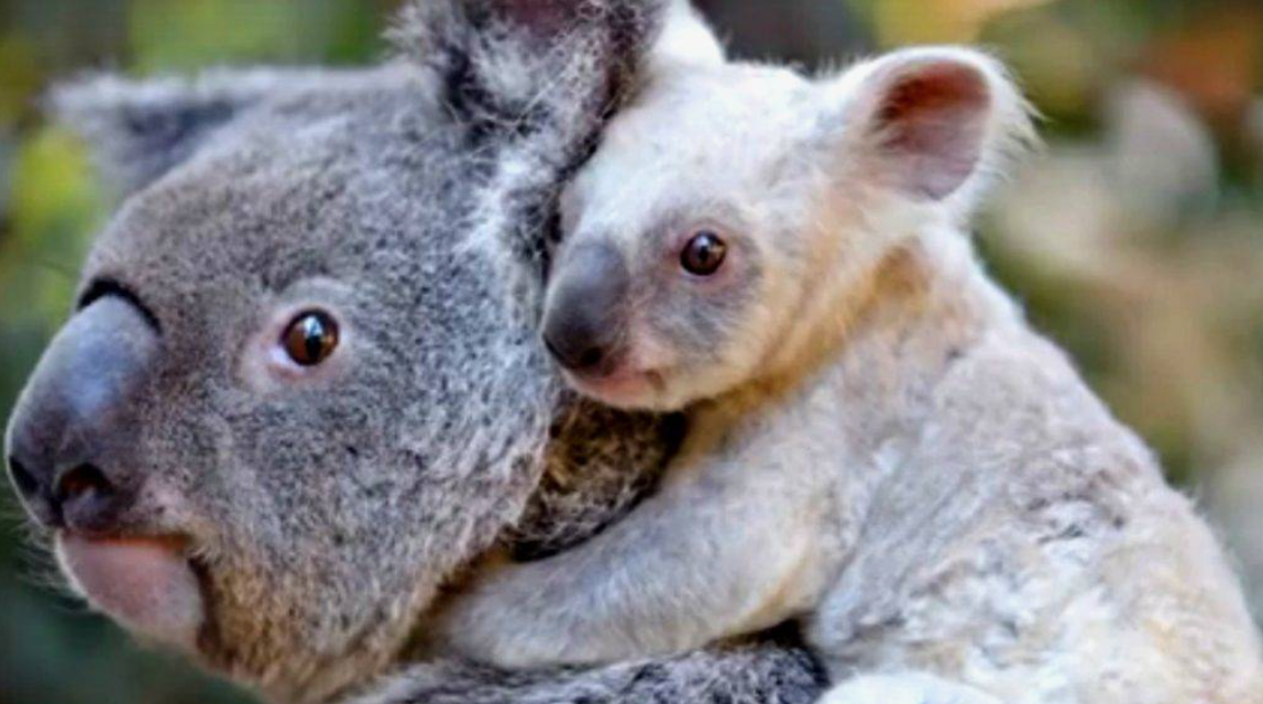 Albino Koala, Rare Albino Koala, Albino Animals, Albino Wildlife, Unique Albino Species