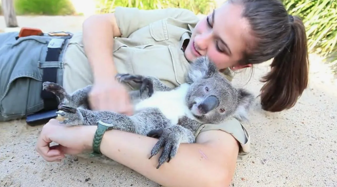 can you have a koala as a pet