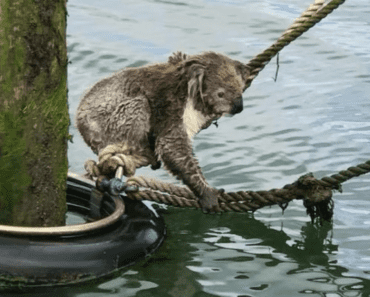 Can Koalas Swim? Uncovering the Truth About Koalas and Water