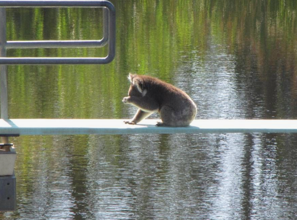 Can Koalas Swim?