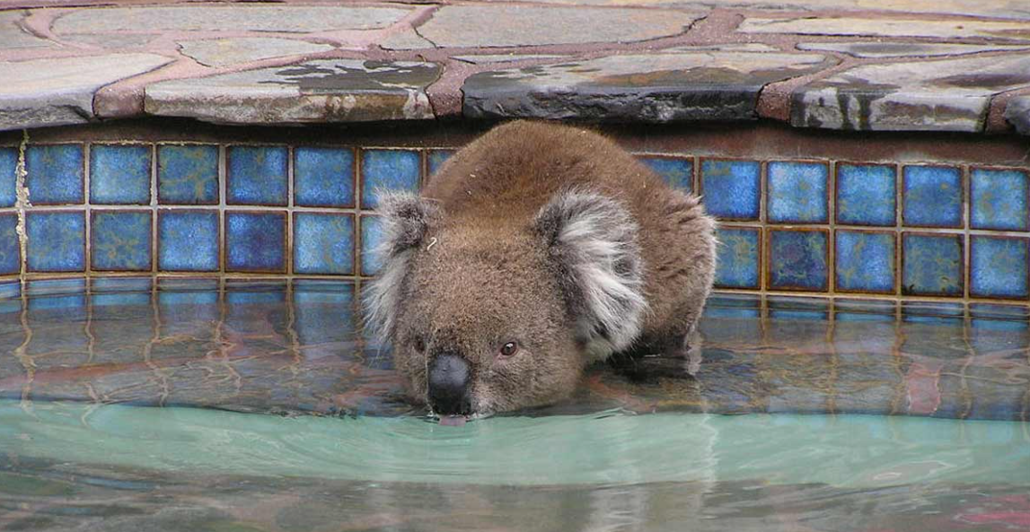 Can Koalas Swim?