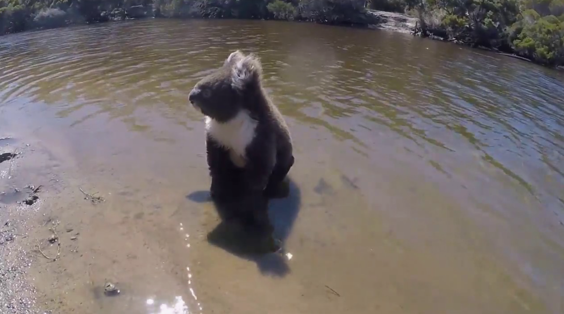 Can Koalas Swim?