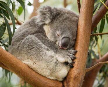 Sleeping Koala: 10 Fascinating Reasons Why Koalas Sleep So Much