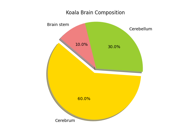 koala brain structure and size