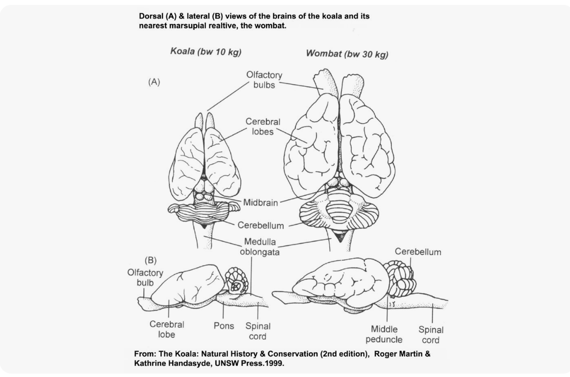 koala brain structure and size