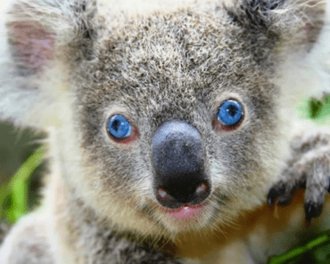 5 Astonishing Secrets of Koala Brain Size, Structure, and Functionality