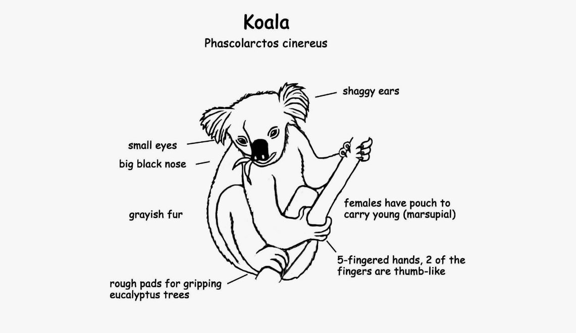 koala brain structure and size