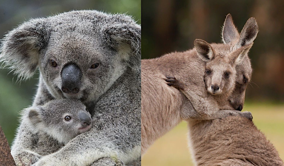 koala brain structure and size