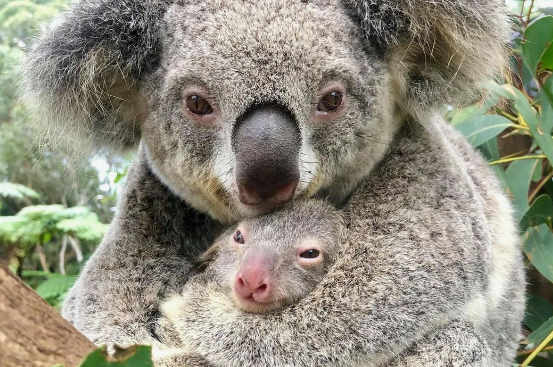 koala brain structure and size