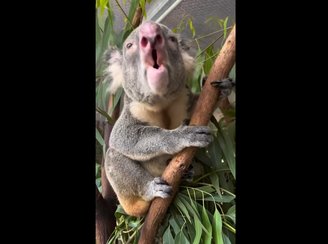 Unique Sounds of Koalas