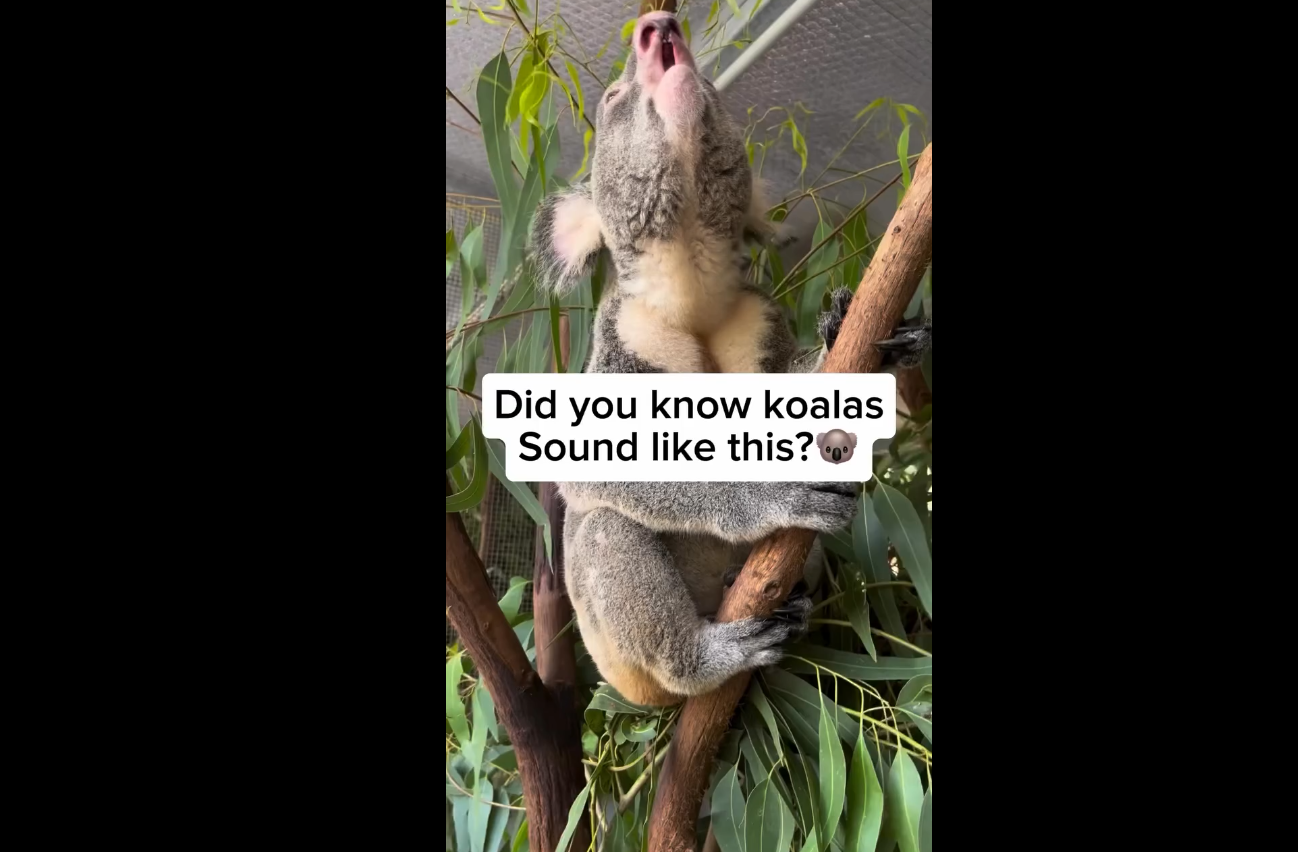 Unique Sounds of Koalas