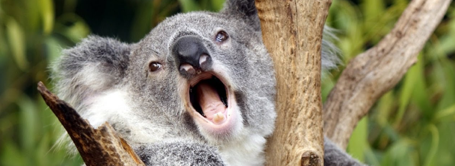 Unique Sounds of Koalas