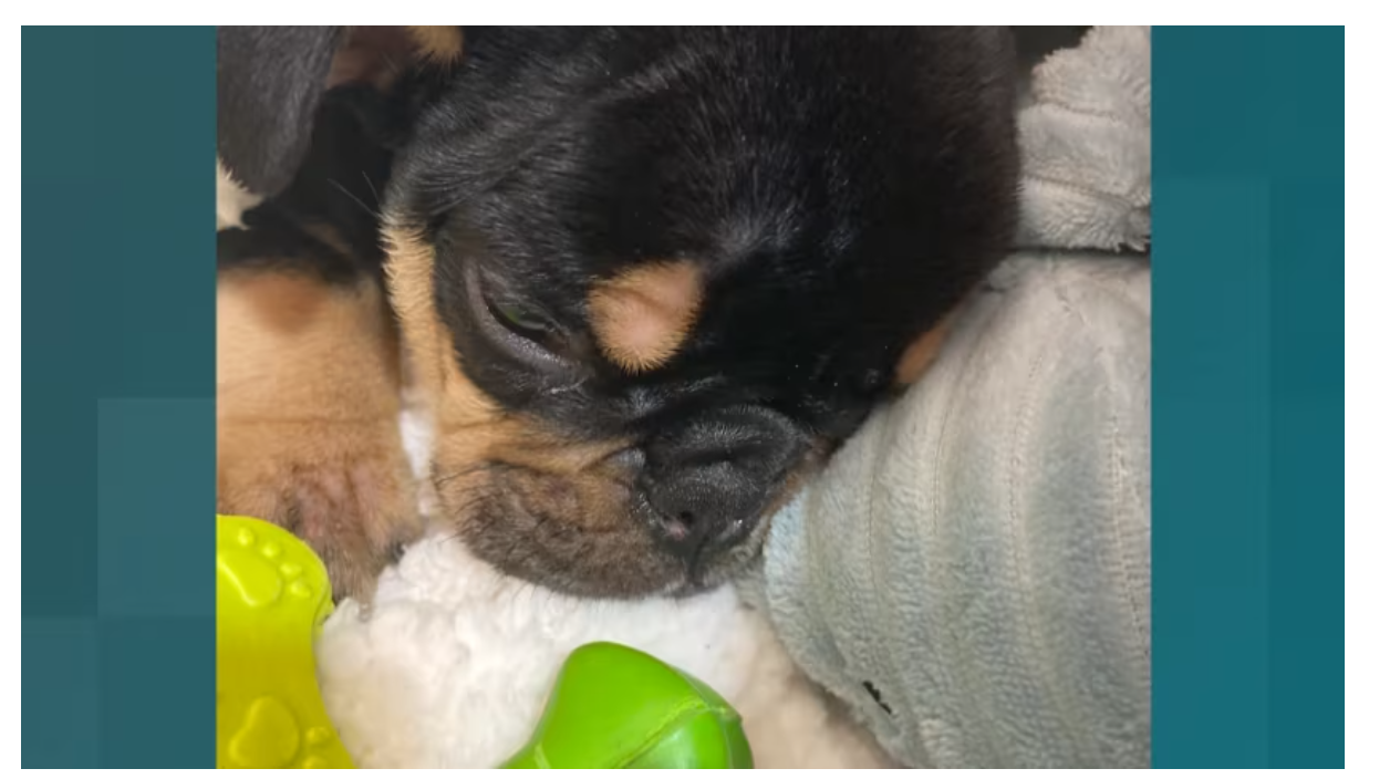 Heartbreaking Puppy Death Sparks Warning: Avoid Bad Breeders by Following These 10 Tips